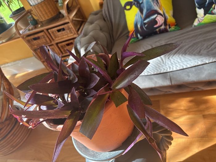 indoor house plant