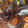 indoor house plant Image 2