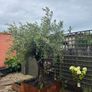 Soft landscaping services North Dublin Image 5