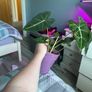 plant Image 5