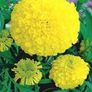 (M) Marigold Mary Helen Seeds 1g (184465) Image 2