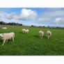 Texel hoggots Image 2