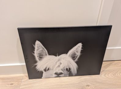 Alpaca Wall Art