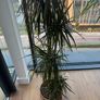 3 Plants w/ Pots (bundle or individual) Image 6