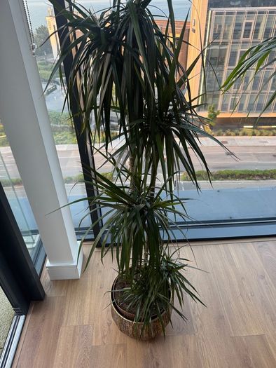 3 Plants w/ Pots (bundle or individual)
