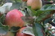 Apple Trees
