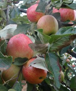 Apple Trees