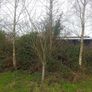 Mature Trees Image 4