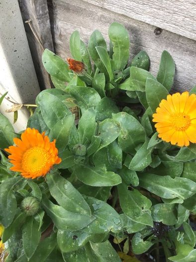 Euro3 for 250+ assorted Marigold seeds