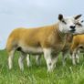 Pedigree Texel gimmers for sale Image 6