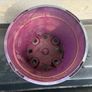 Plastic purple flower pot Image 3
