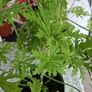 Geranium Image 2
