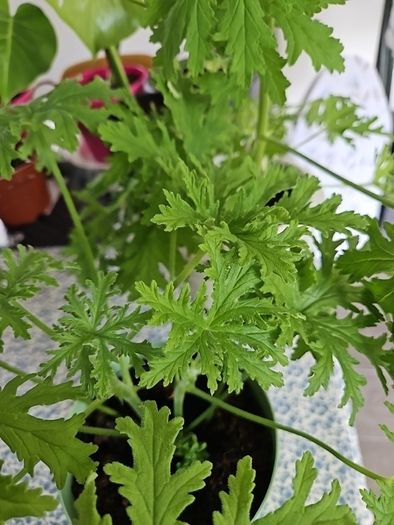Geranium