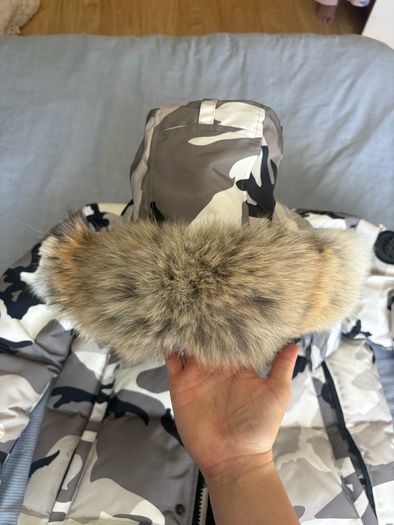 canada goose