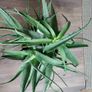Aloe Vera plant Image 2