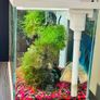 Beautiful 18L Aquarium with Guppy & Live Moss Image 2
