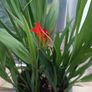 Large Lucifer Plant Image 2