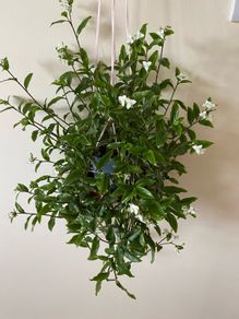 Plant / Houseplant  Tradescantia Fluminensis Green Hill