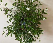 Plant / Houseplant  Tradescantia Fluminensis Green Hill