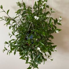 Plant / Houseplant  Tradescantia Fluminensis Green Hill