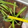 Small curly leaf spider plant house plant Image 4