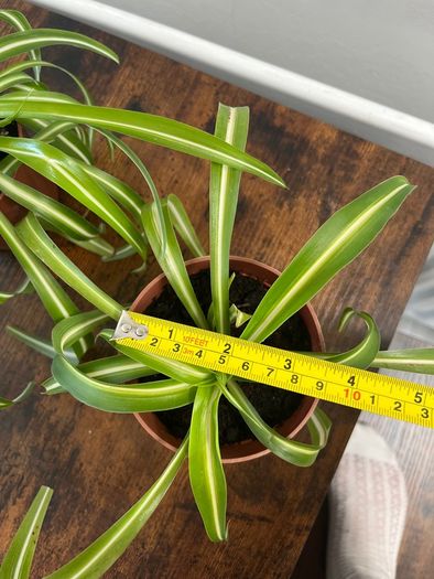 Small curly leaf spider plant house plant