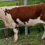 Pedigree Hereford Heifers for Sale Image 3