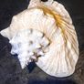 Large seashell Image 2