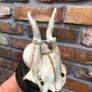 vintage skull Image 3