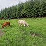 Organic bullocks for sale Image 8