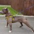 Onlyonedog
