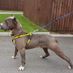 Onlyonedog
