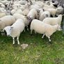 Quality Crossbred Hoggets Image 3
