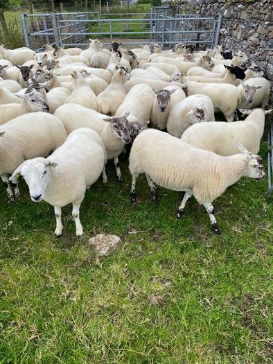 Quality Crossbred Hoggets