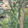 Fennel Herb Image 3
