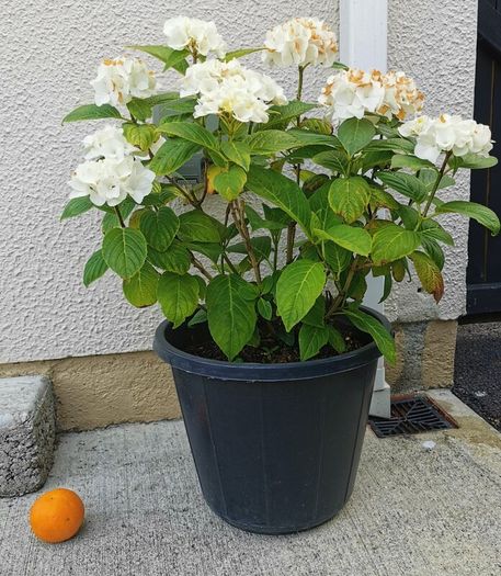 White Hydrangea plant