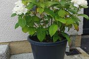 White Hydrangea plant