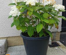White Hydrangea plant