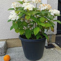 White Hydrangea plant
