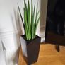 Sansevieria Cylindrica planter Image 3