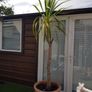 Palm Tree Image 2