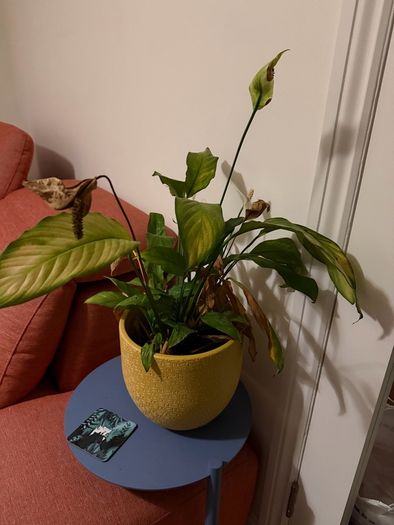 Plants for sale