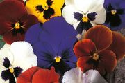 (P) Pansy Velvet Mix seeds 0.15g (420469)