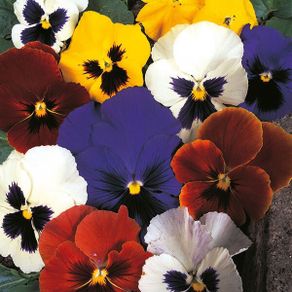 (P) Pansy Velvet Mix seeds 0.15g (420469)