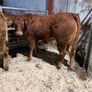 Beef heifers Image 6