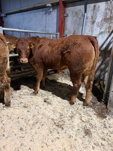 Beef heifers