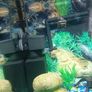 fish tank Image 5