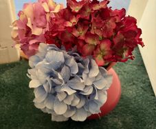 Dried Flowers