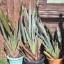 Large plants for sale Image 3