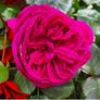 garden plants Image 7